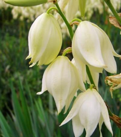 鳳尾蘭和劍麻區(qū)別？鳳尾蘭的花語【圖】