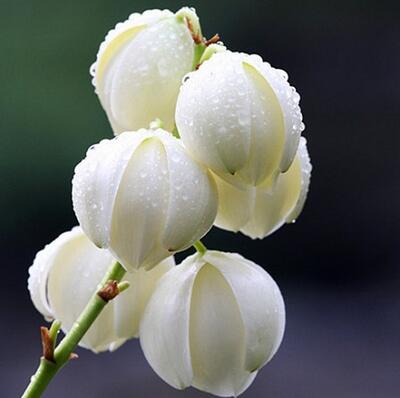 鳳尾蘭和劍麻區(qū)別？鳳尾蘭的花語【圖】