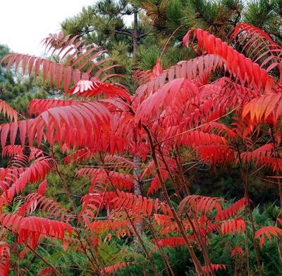 火炬樹的特點？火炬樹的繁植【圖】