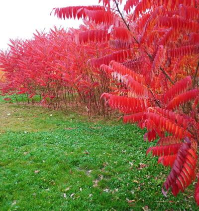 火炬樹的特點？火炬樹的繁植【圖】