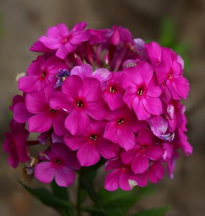 福祿考的花語(yǔ)？福祿考的圖片【圖】