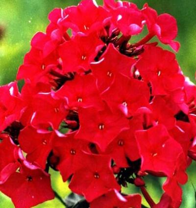 福祿考的花語(yǔ)？福祿考的圖片【圖】