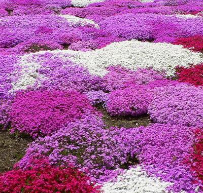 福祿考的花語(yǔ)？福祿考的圖片【圖】