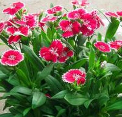 你知道福祿考的藥用價(jià)值嗎？附福祿考的栽培技術(shù)【圖】