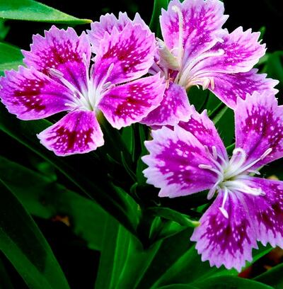 你知道福祿考的藥用價(jià)值嗎？附福祿考的栽培技術(shù)【圖】