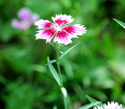你知道福祿考的藥用價(jià)值嗎？附福祿考的栽培技術(shù)【圖】