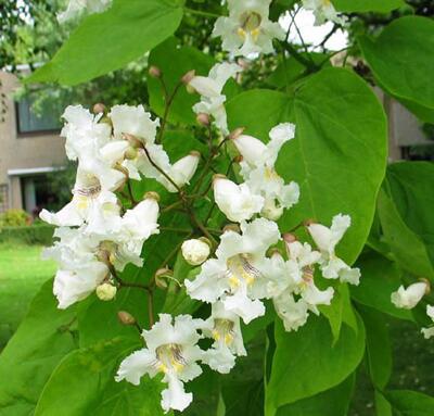 梓樹與楸樹有什么區(qū)別？梓樹的寓意【圖】