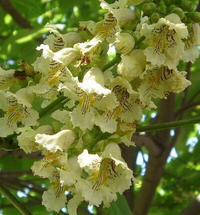 梓樹與楸樹有什么區(qū)別？梓樹的寓意【圖】