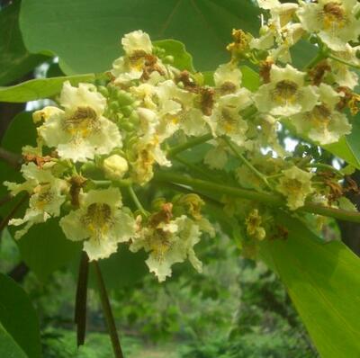 梓樹與楸樹有什么區(qū)別？梓樹的寓意【圖】