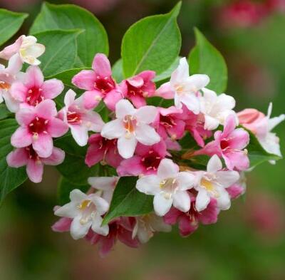 海仙花和錦帶花的區(qū)別？錦帶花花語(yǔ)【圖】