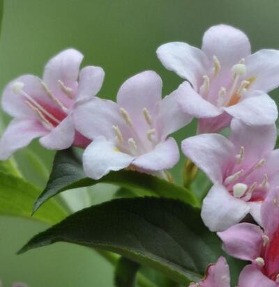 海仙花和錦帶花的區(qū)別？錦帶花花語(yǔ)【圖】