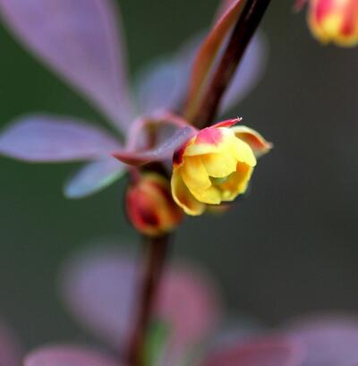 小檗的花期？小檗的價(jià)值【圖】