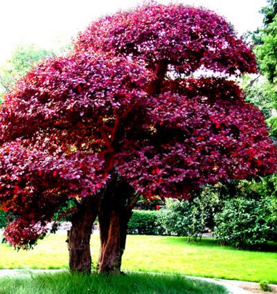 紅花檵木的病蟲防治？紅花檵木的圖片【圖】