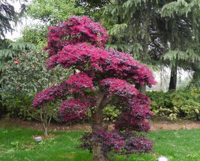 紅花檵木的病蟲防治？紅花檵木的圖片【圖】