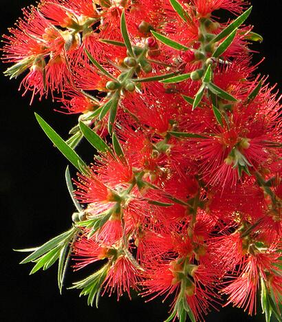 紅千層的栽培技術(shù)？紅千層的病害防治【圖】