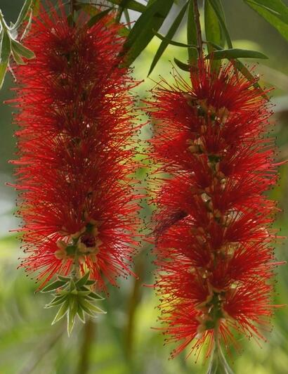 紅千層的栽培技術(shù)？紅千層的病害防治【圖】