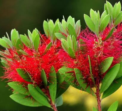 紅千層的栽培技術(shù)？紅千層的病害防治【圖】