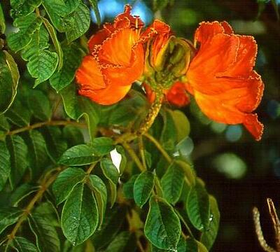 火焰木的別稱？火焰木的花語【圖】