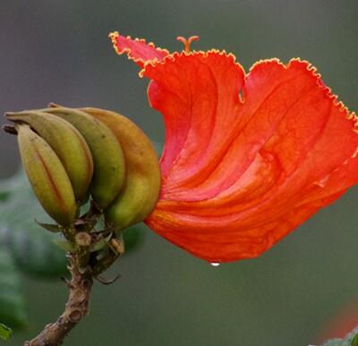 火焰木的別稱？火焰木的花語【圖】