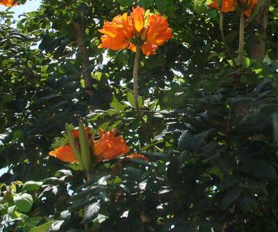 火焰木的別稱？火焰木的花語【圖】