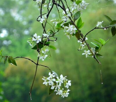 絡(luò)石藤的功效與作用？絡(luò)石藤的用藥禁忌【圖】