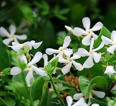 絡(luò)石藤的功效與作用？絡(luò)石藤的用藥禁忌【圖】