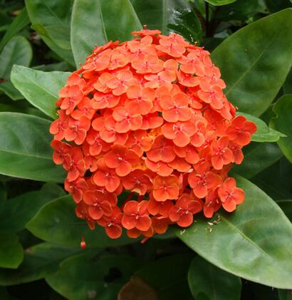 龍船花冬天葉子掉光了？怎么破【圖】