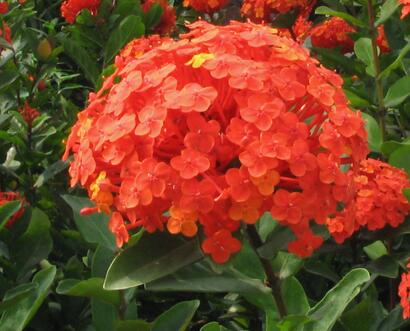 龍船花冬天葉子掉光了？怎么破【圖】