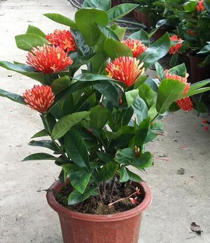 龍船花冬天葉子掉光了？怎么破【圖】