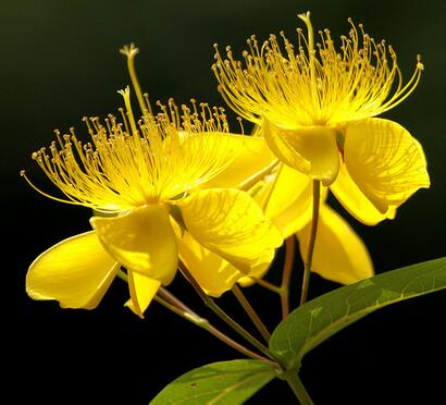 金絲桃的栽培技術(shù)？金絲桃的觀賞價(jià)值【圖】