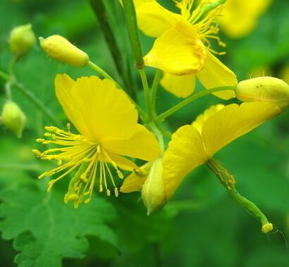 金絲桃的栽培技術(shù)？金絲桃的觀賞價(jià)值【圖】