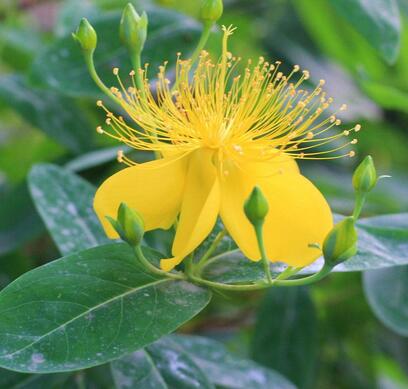 金絲桃的栽培技術(shù)？金絲桃的觀賞價(jià)值【圖】