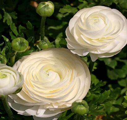 花毛茛種植方法？花毛茛的養(yǎng)護(hù)注意事項(xiàng)【圖】