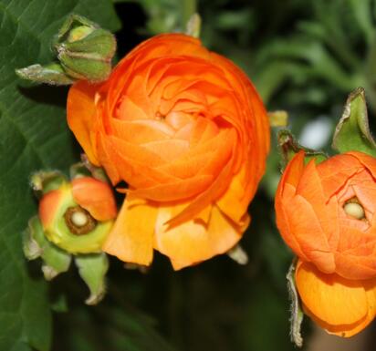 花毛茛種植方法？花毛茛的養(yǎng)護(hù)注意事項(xiàng)【圖】