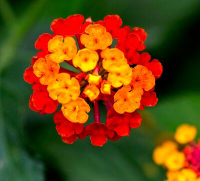 五色梅冬天怎么防凍防寒？十年經(jīng)驗(yàn)告訴你！【圖】