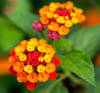 五色梅冬天怎么防凍防寒？十年經(jīng)驗(yàn)告訴你！【圖】