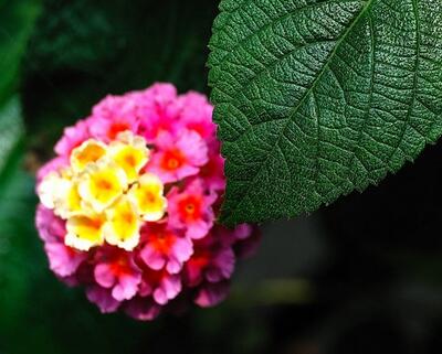 五色梅冬天怎么防凍防寒？十年經(jīng)驗(yàn)告訴你！【圖】