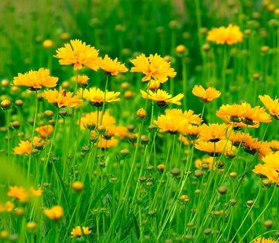 金雞菊的花語？金雞菊的繁殖方法【圖】