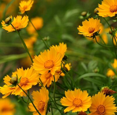 金雞菊的花語？金雞菊的繁殖方法【圖】