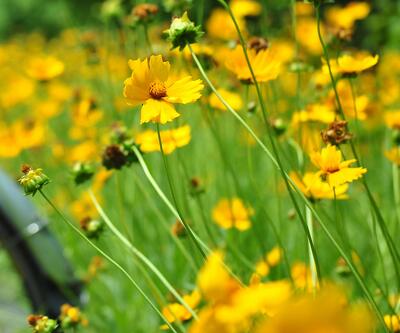 金雞菊的花語？金雞菊的繁殖方法【圖】