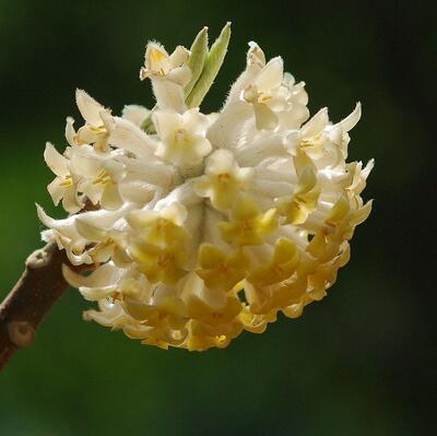 為什么給結(jié)香打結(jié)？小編給您說(shuō)道說(shuō)道【圖】