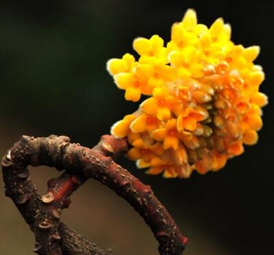 為什么給結(jié)香打結(jié)？小編給您說(shuō)道說(shuō)道【圖】