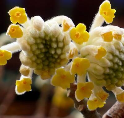 為什么給結(jié)香打結(jié)？小編給您說(shuō)道說(shuō)道【圖】