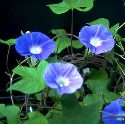牽牛的繁殖方法？牽牛的物種分類【圖】