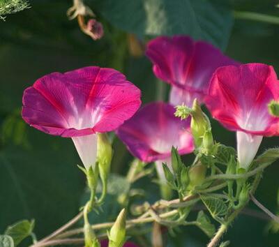 牽牛的繁殖方法？牽牛的物種分類【圖】