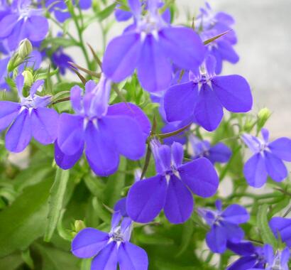 六倍利的栽培技術(shù)？六倍利的藥用價值【圖】