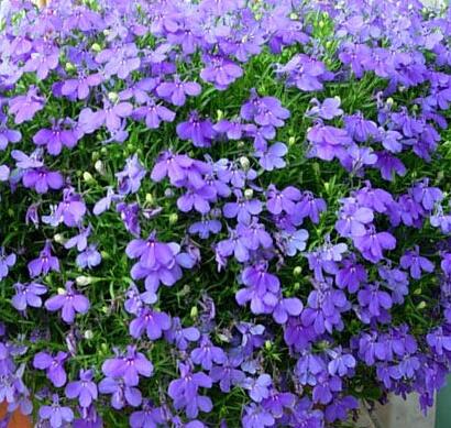 六倍利的栽培技術(shù)？六倍利的藥用價值【圖】