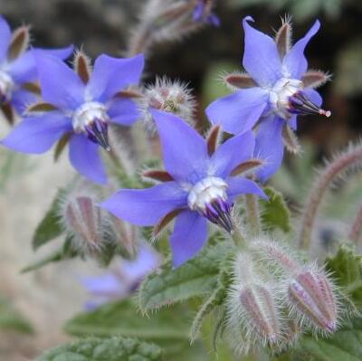 琉璃苣的花語(yǔ)？琉璃苣的功效【圖】