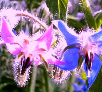 琉璃苣的花語(yǔ)？琉璃苣的功效【圖】