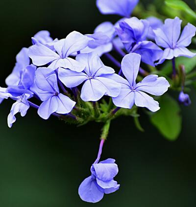 藍(lán)雪花怎么養(yǎng)？藍(lán)雪花的圖片【圖】